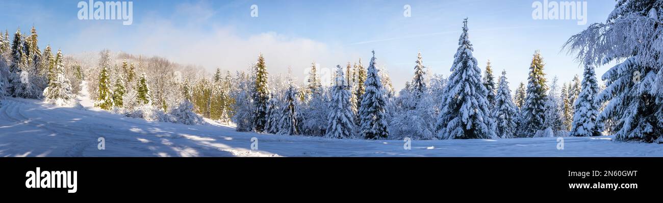 Beskid Mountains in winter, panorama of snowy mountain glade with coniferous forest covered with snow, Hala Slowianka, Poland. Stock Photo
