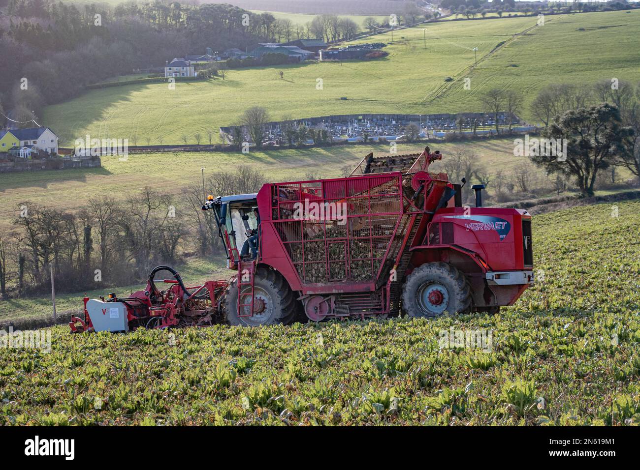 Vervaet 6 row beet harvester lifting fodder beet for winter cattle