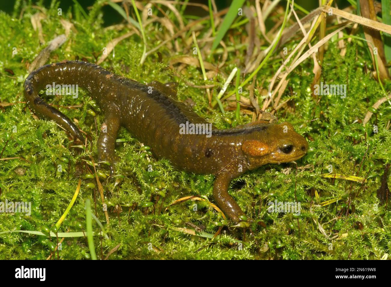 Closeup on a small and live-bearing Tendi fire salamander, Salamandra alfredschmidtii endemic to Northern Spain Stock Photo