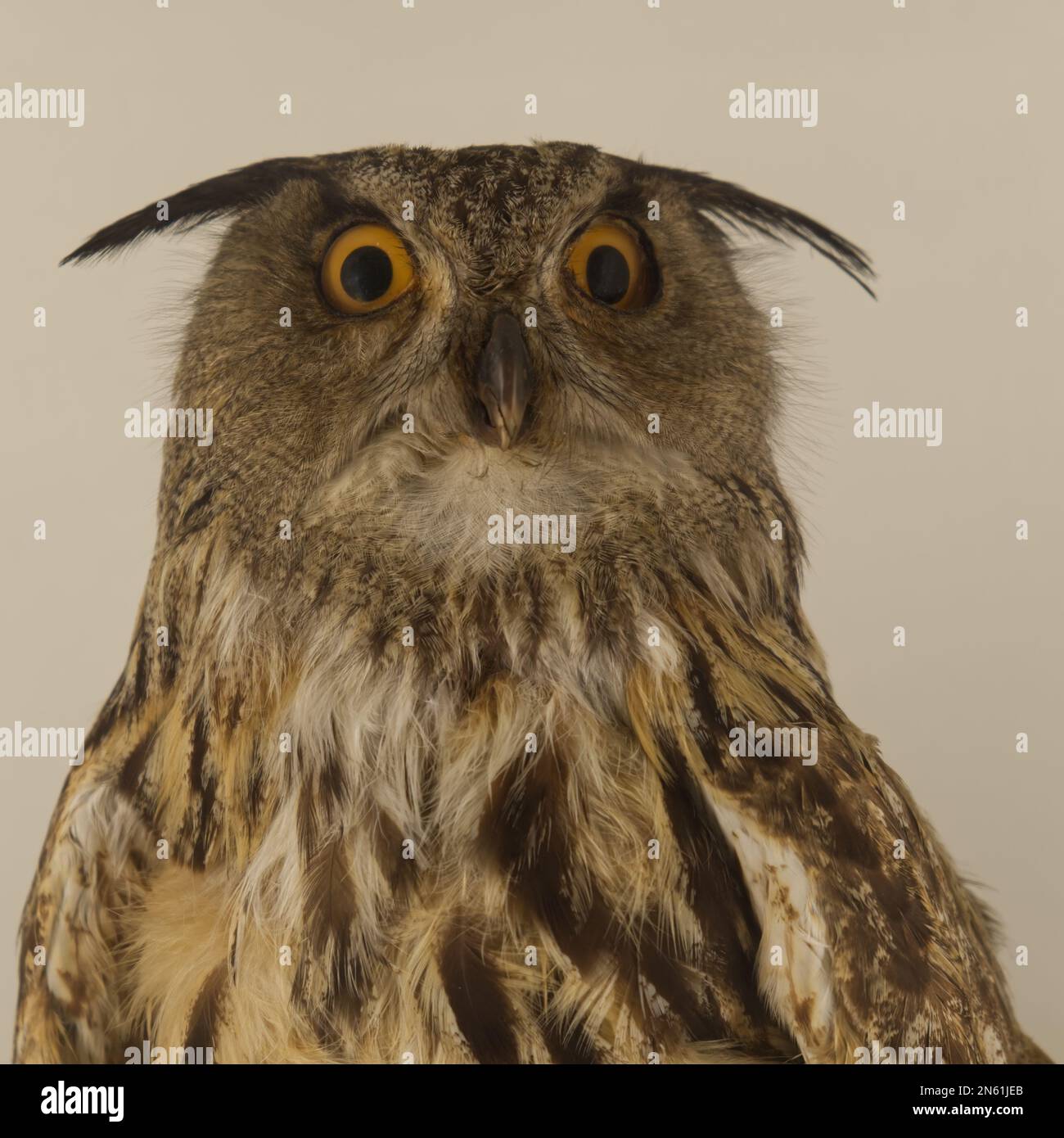 half-length of a bird of prey of the owl species Stock Photo