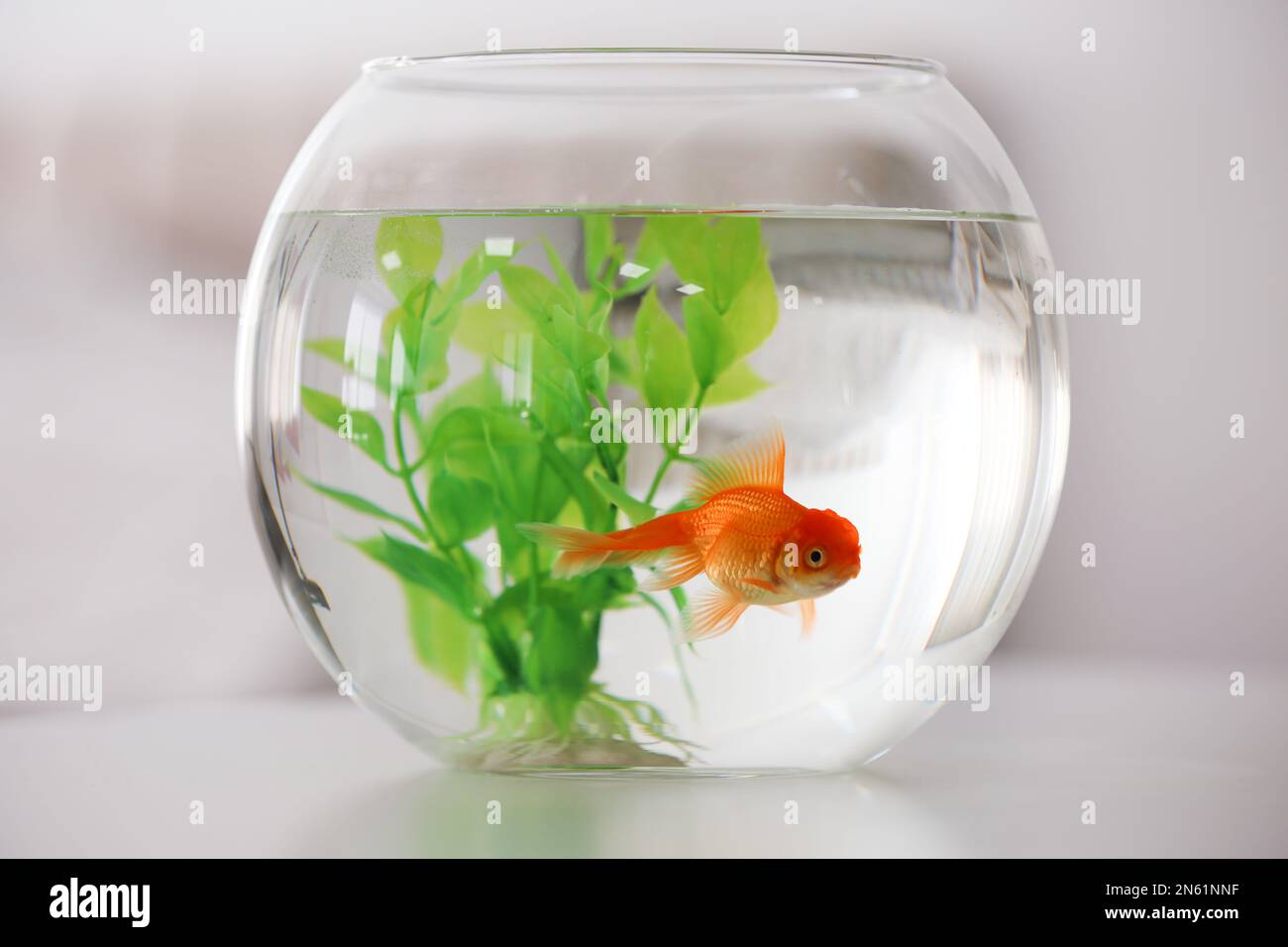 Goldfish glass hi-res stock photography and images - Page 38 - Alamy