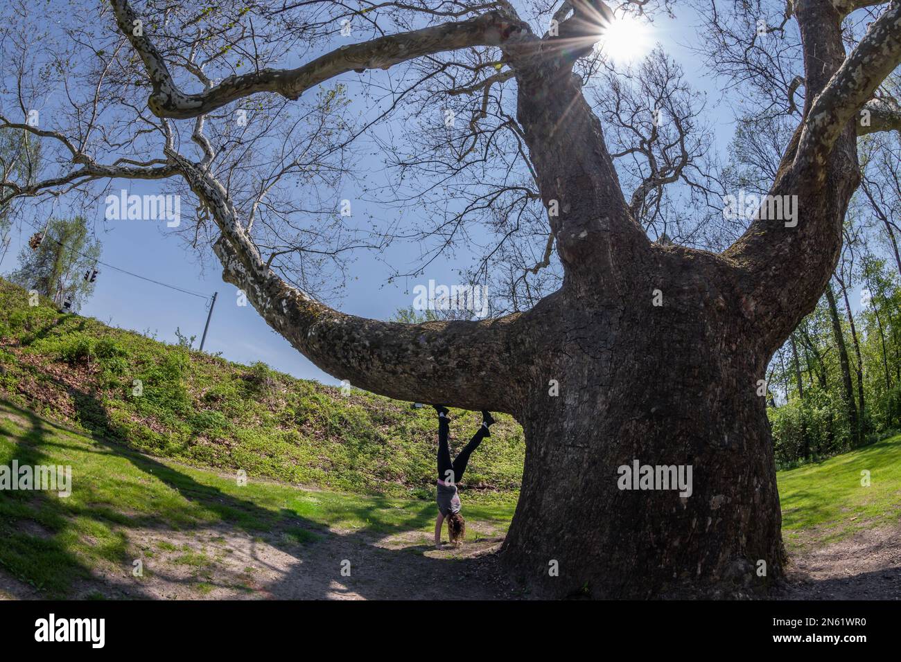 Largest tree in Connecticut Pinchot sycamore Stock Photo Alamy