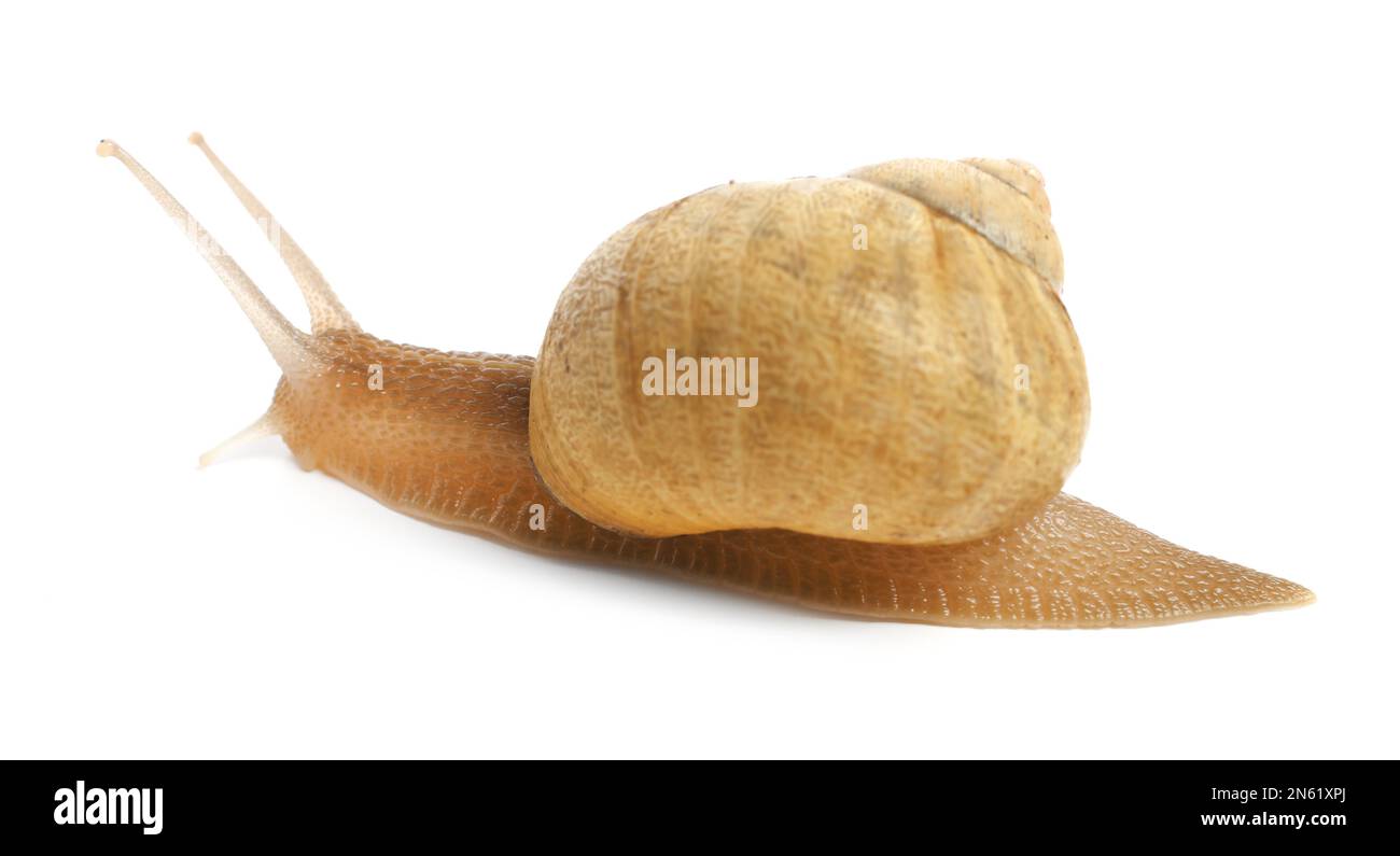 Common garden snail crawling on white background Stock Photo - Alamy