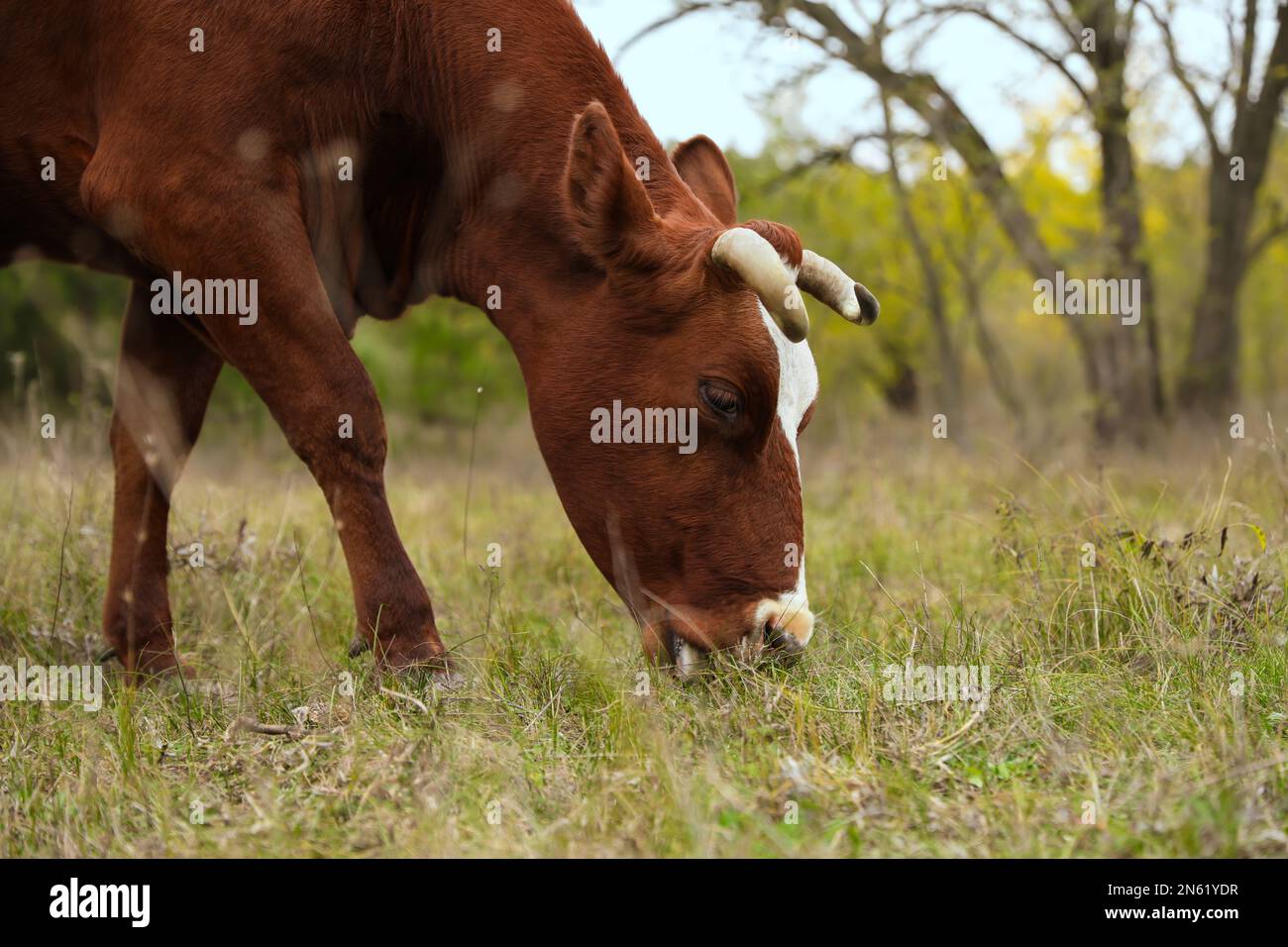 https://c8.alamy.com/comp/2N61YDR/cow-grazing-on-green-meadow-farm-animal-2N61YDR.jpg