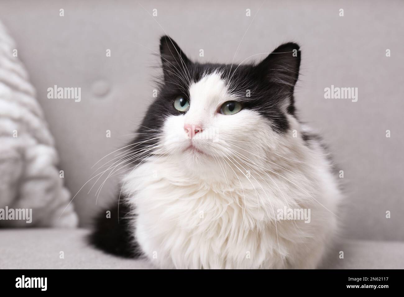 Cute black and white cat sitting on sofa Stock Photo - Alamy
