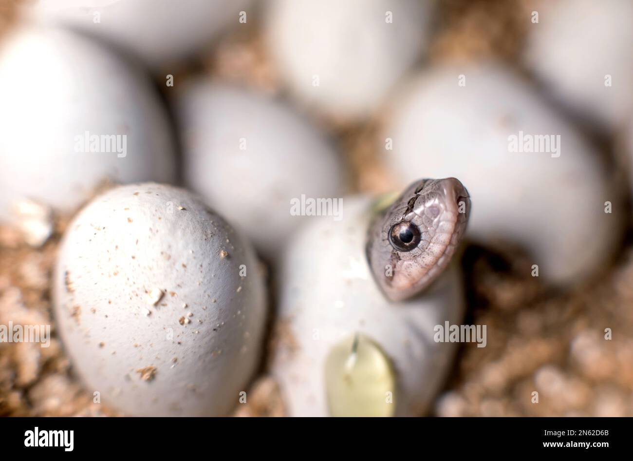 Eastern hognose snake hatching Massachusetts Stock Photo Alamy