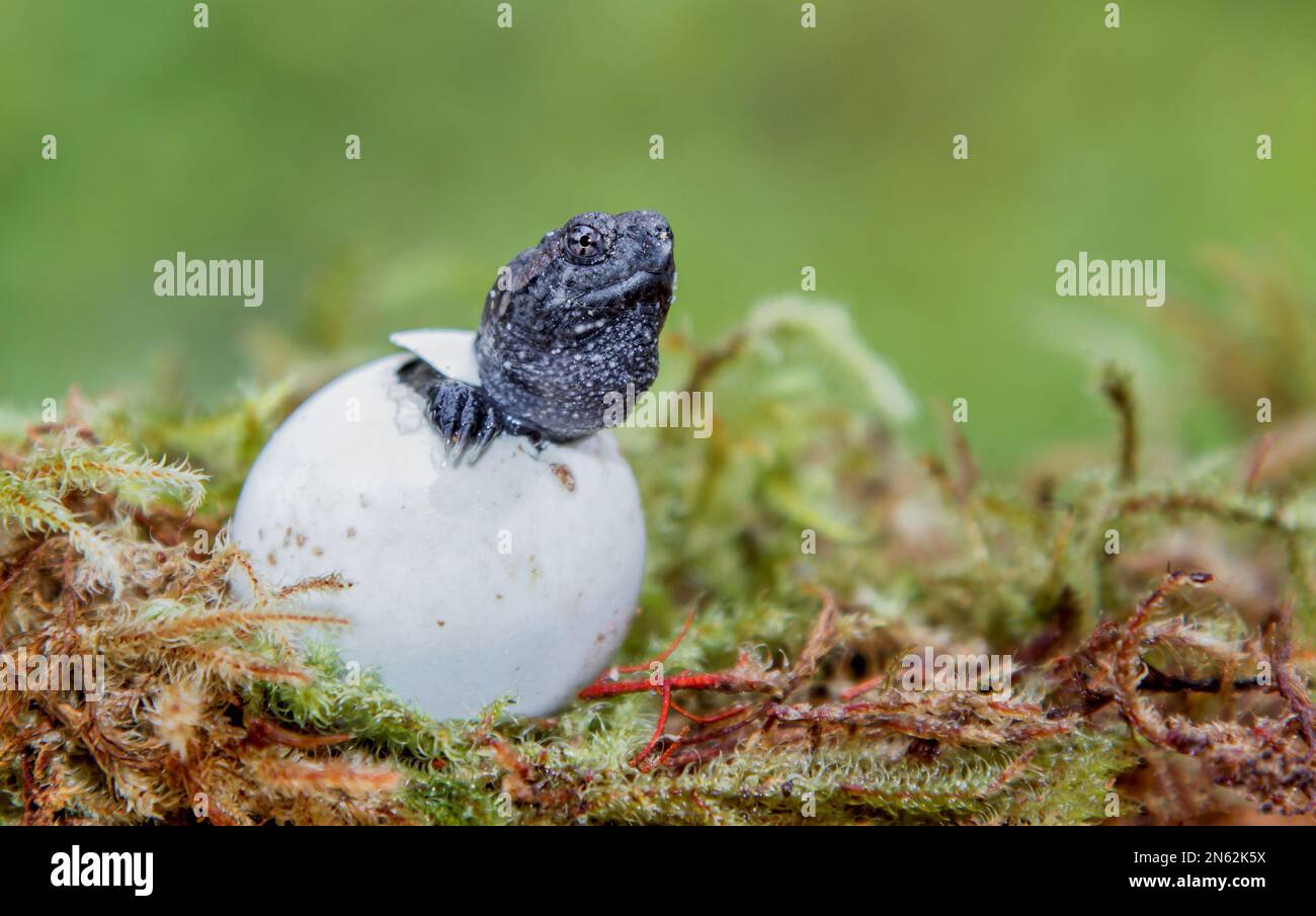 Common snapping turtle hatching New Hampshire Stock Photo Alamy