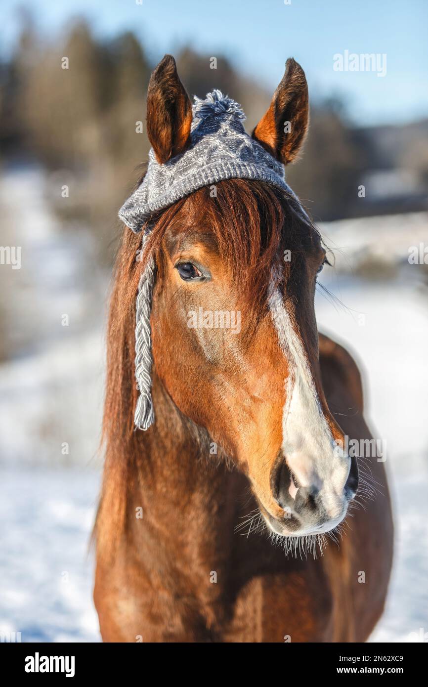 Cute and funny portrait of a brown arab x berber horse wearing a woolly