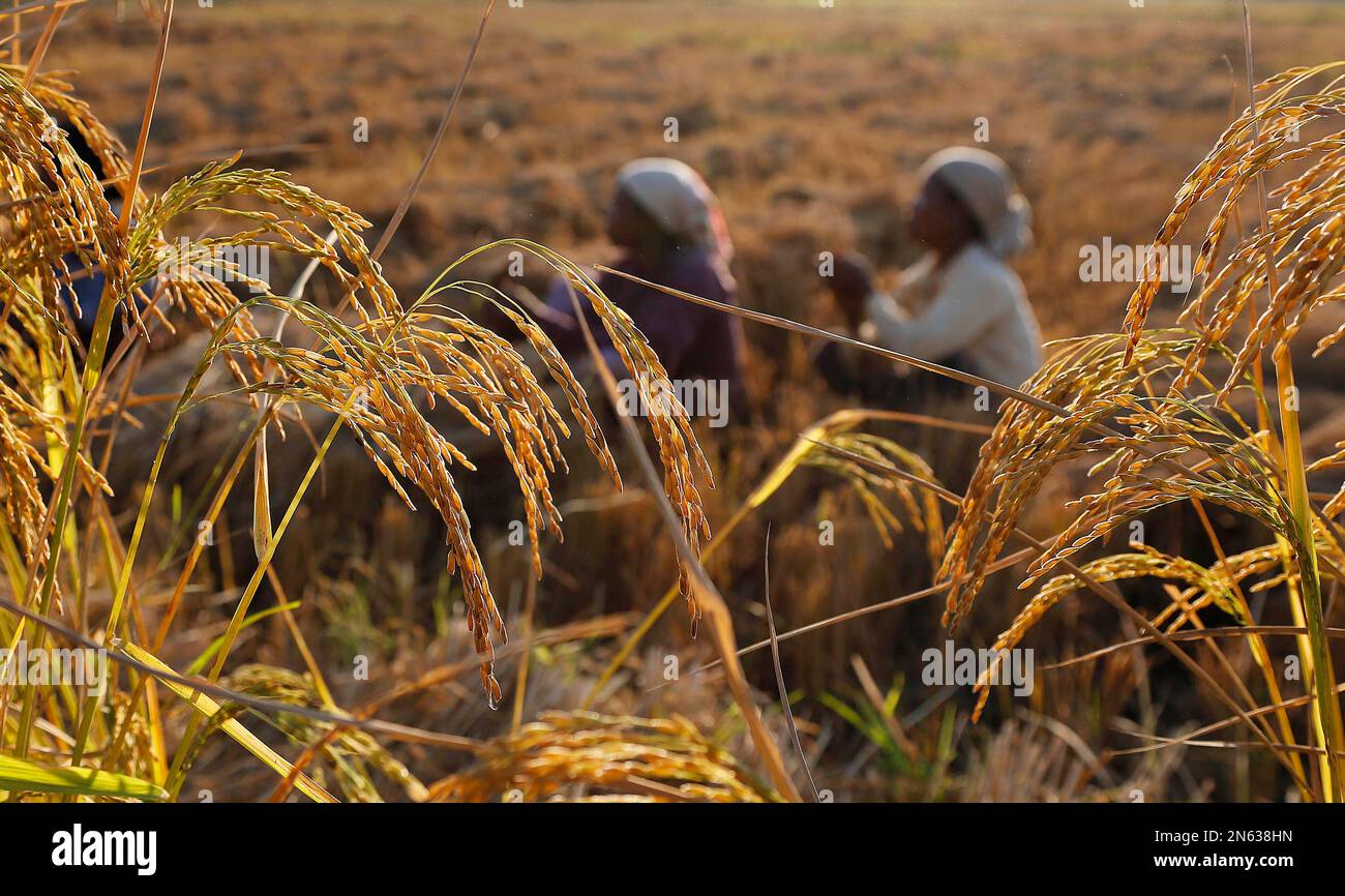 Indian women take a break during harvesting of rice in a field on the ...