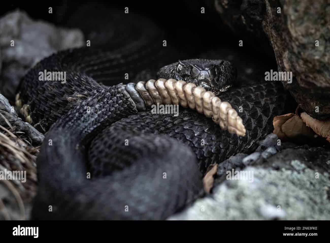 New York timber rattlesnake Stock Photo Alamy