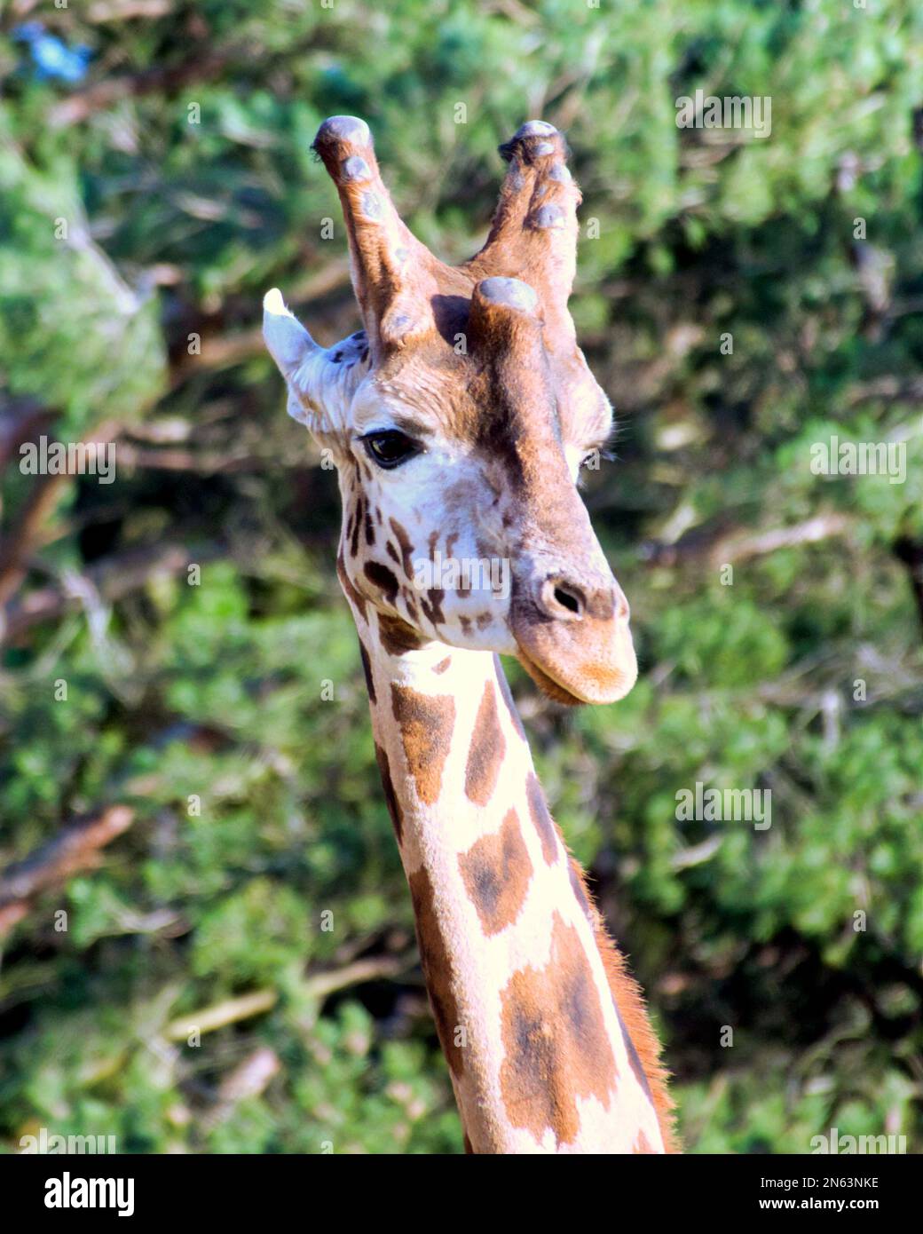 Funny giraffe genus Giraffe head shot Stock Photo