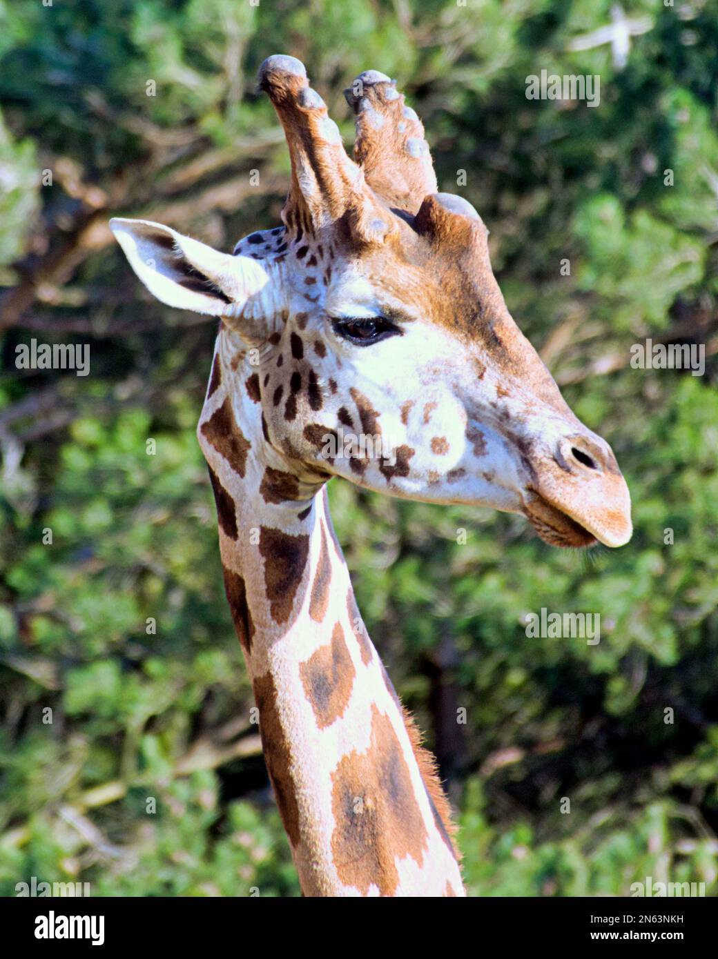 Funny giraffe genus Giraffe head shot Stock Photo