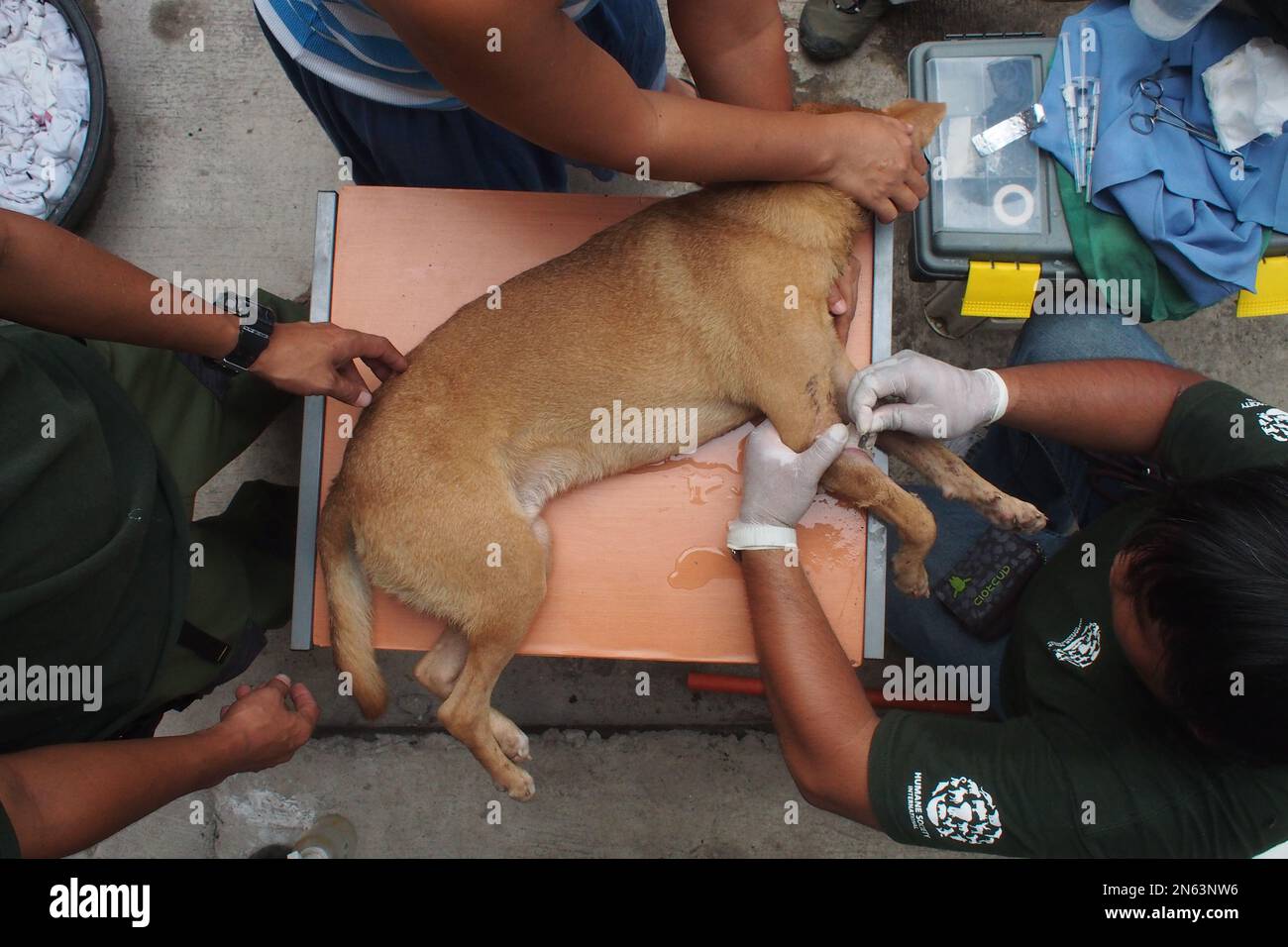 Rescue & Rehabilitation in Philippines