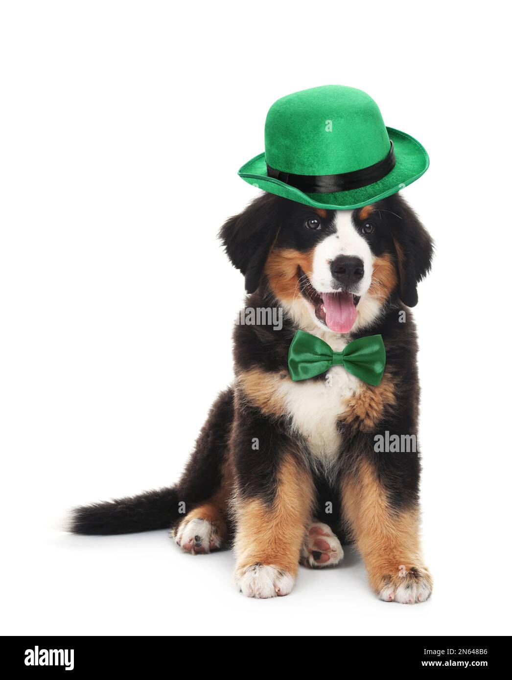 Cute Bernese Mountain dog with leprechaun hat and bow tie on white background. St. Patrick's Day Stock Photo