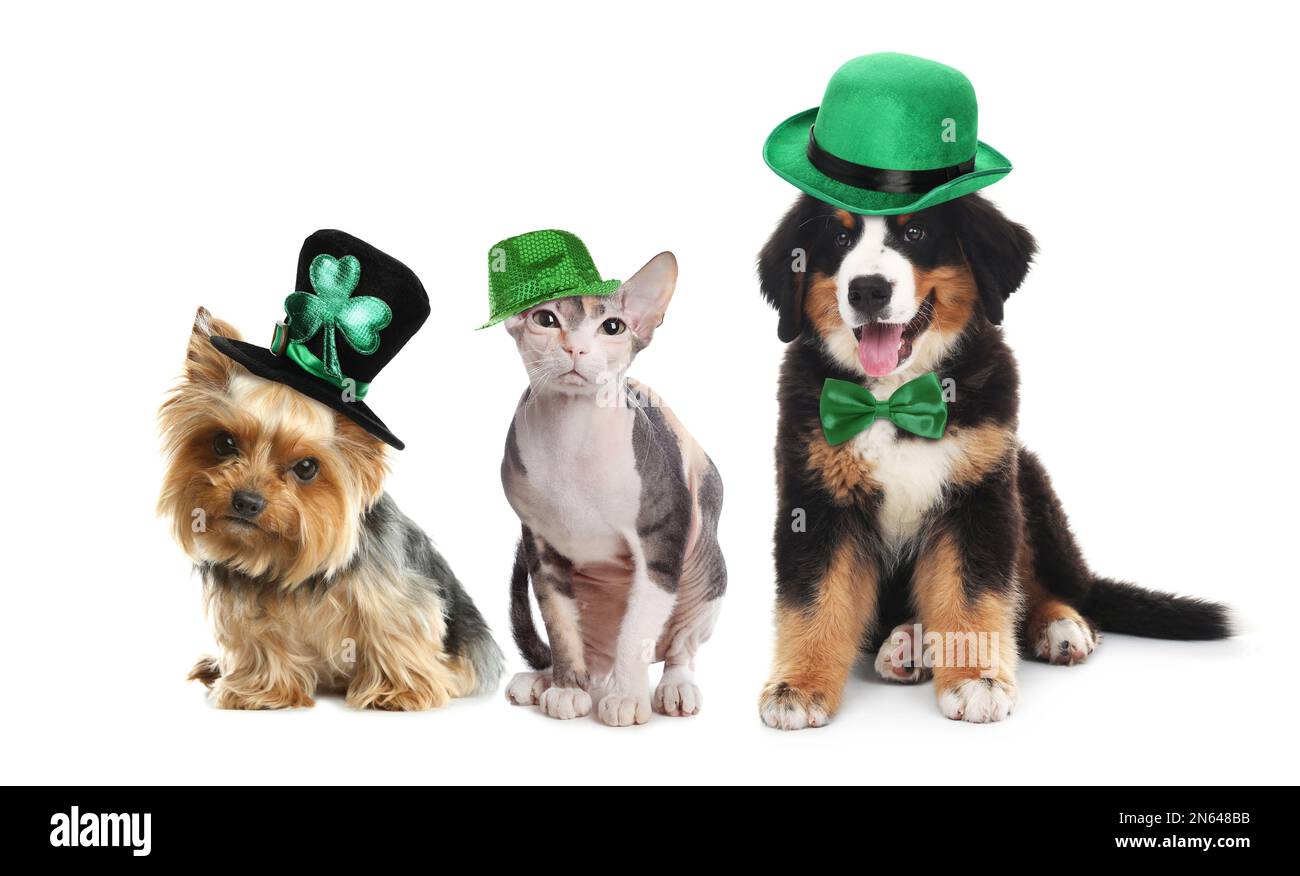 Cute pets with leprechaun hats on white background. St. Patrick's Day Stock Photo