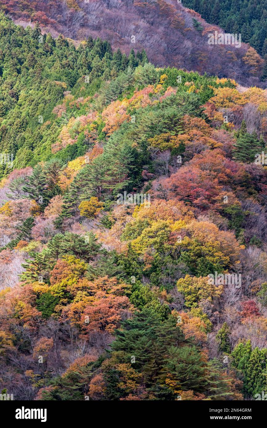 Fall leaves in the Iya Valley gorge, Miyoshi, Tokushima, Japan Stock Photo