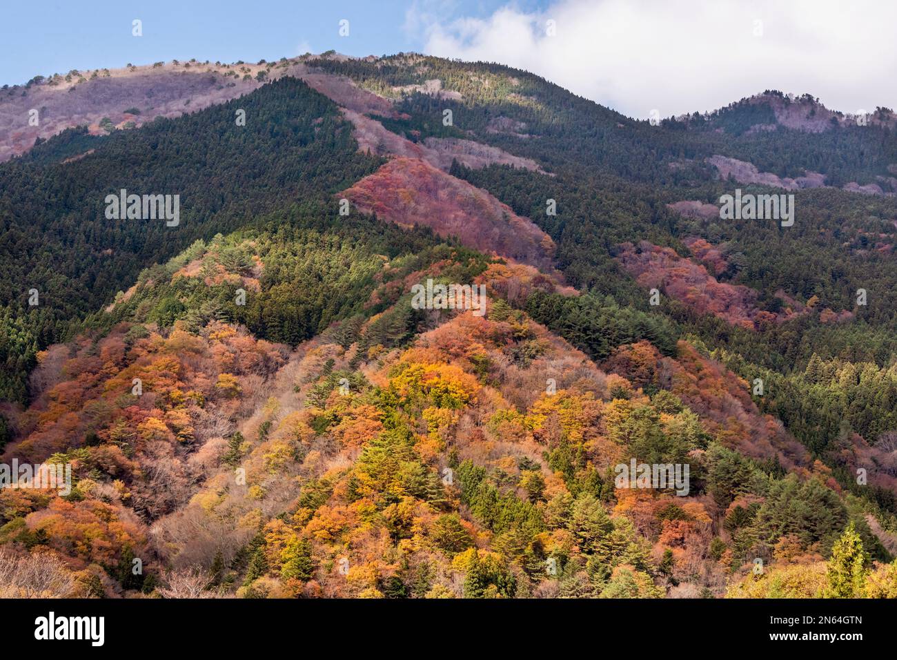 Fall leaves and mountains, Iya Valley near Miyoshi, Tokushima, Japan Stock Photo