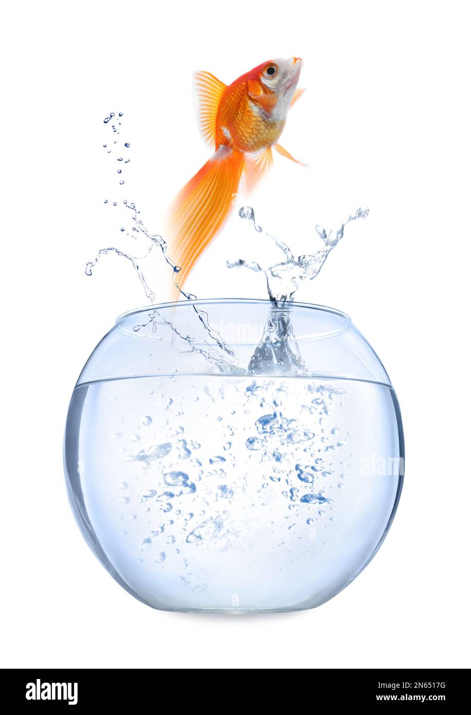 Beautiful goldfish jumping out of water on white background Stock Photo ...