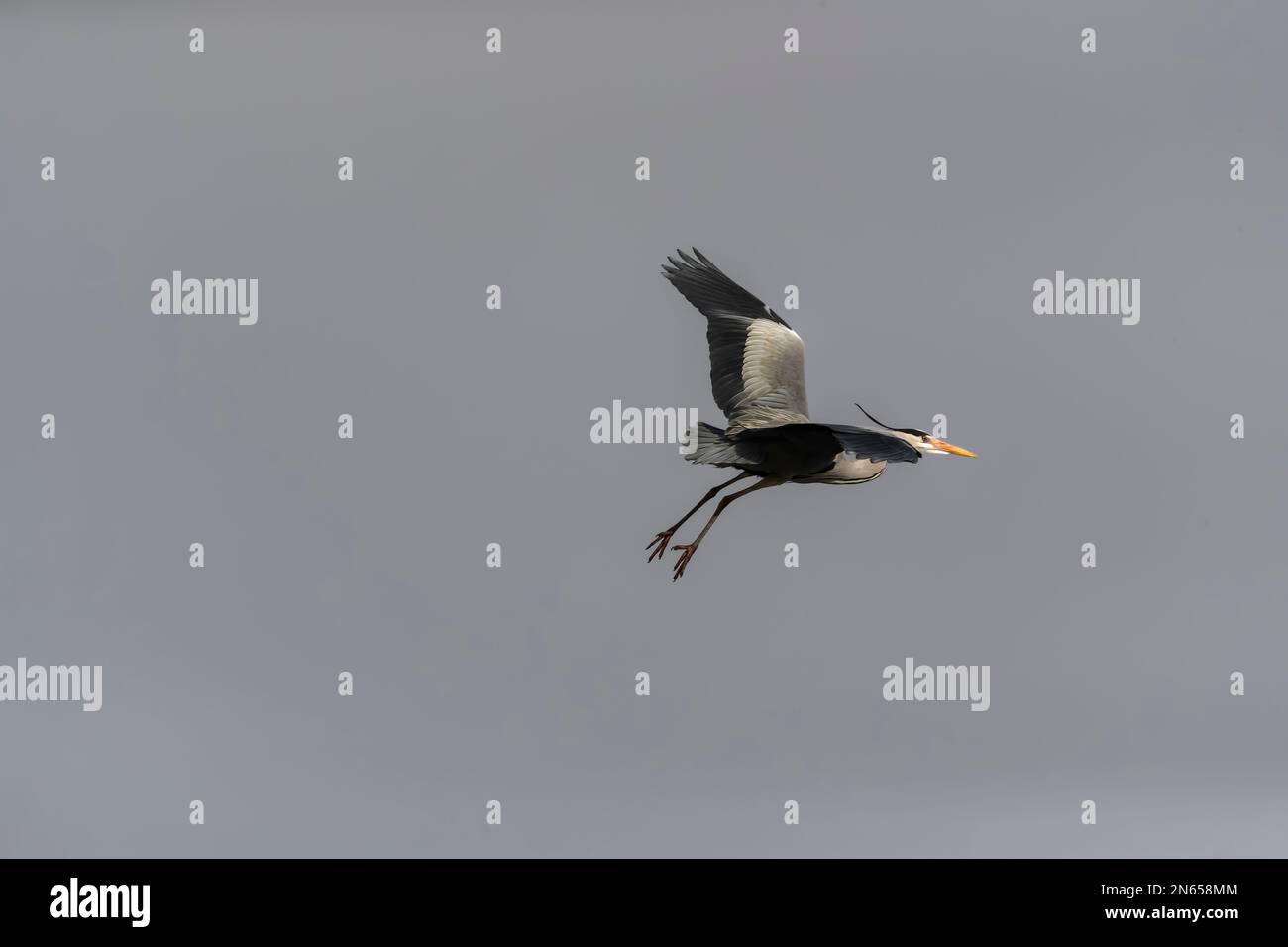 Grey heron bird in flight with background plain sky Stock Photo