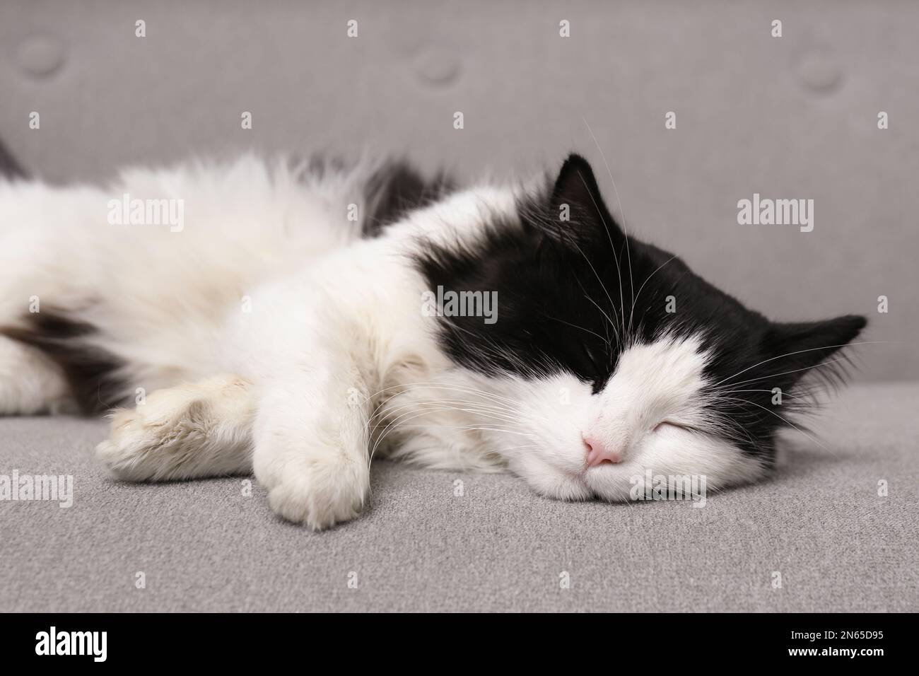 Cute black and white cat sleeping on sofa Stock Photo - Alamy