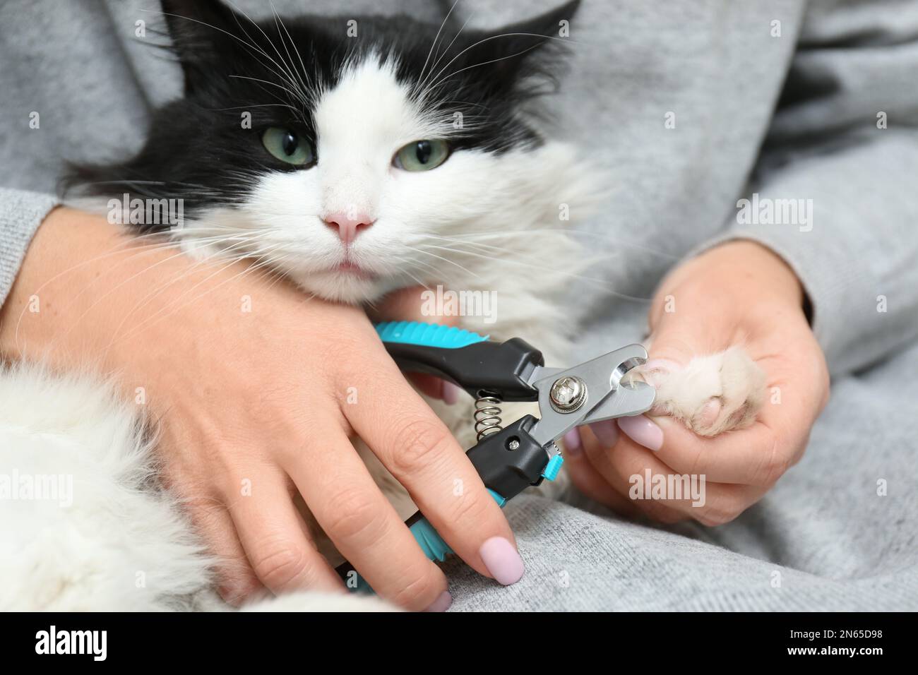 How to Trim Cat Nails: A Guide To Trimming Cat Claws | PetMD