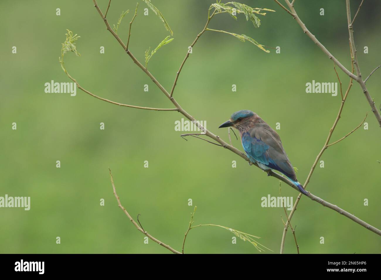 Beautiful Birds in Sri Lanka in the Wild. Visit Sri Lanka Stock Photo