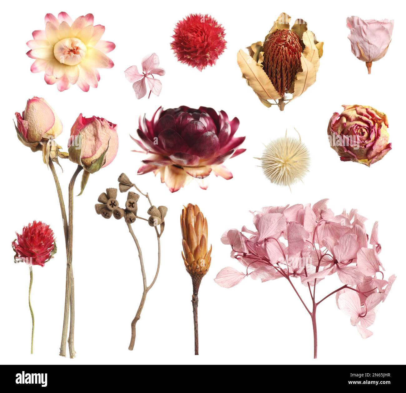 Set with beautiful dry flowers on white background Stock Photo - Alamy