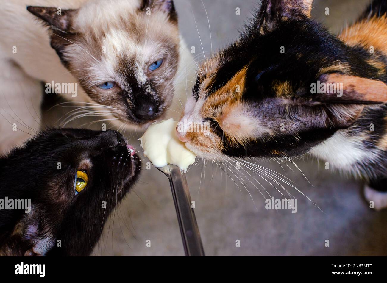 cats licking milk on a spoon Stock Photo Alamy