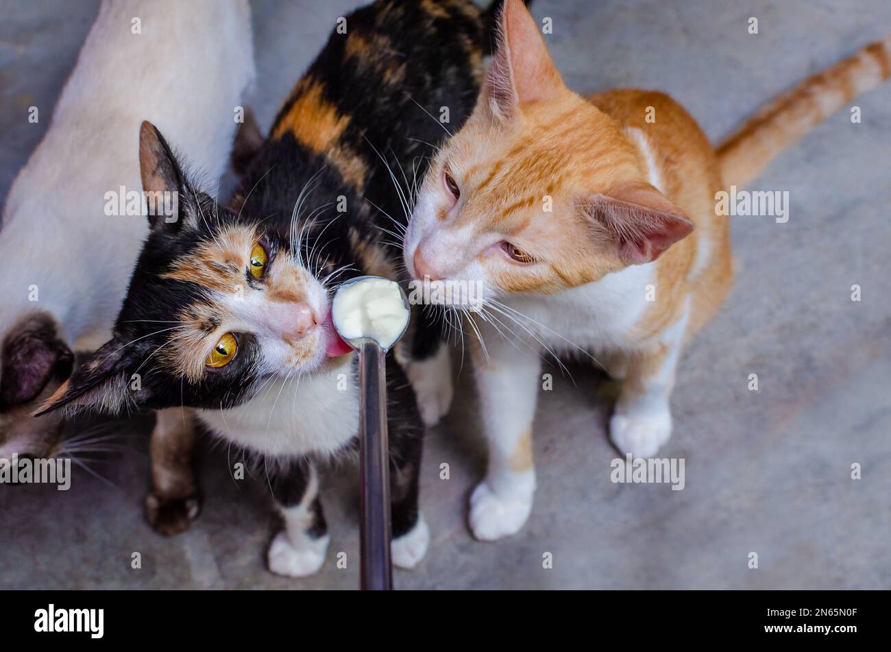 cats licking milk on a spoon Stock Photo Alamy