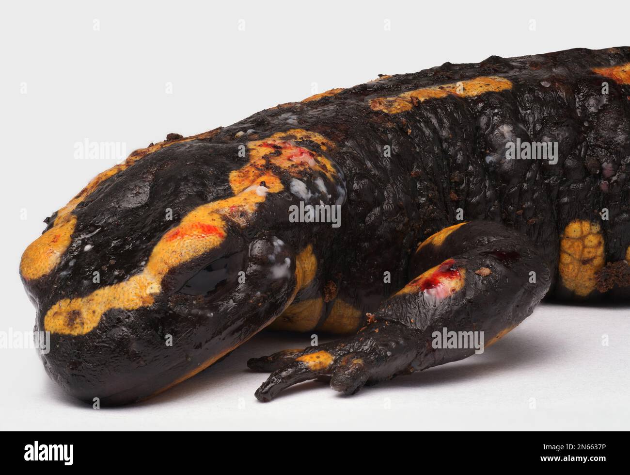 Dead Fire salamander (Salamandra salamandra) infected with Chytrid