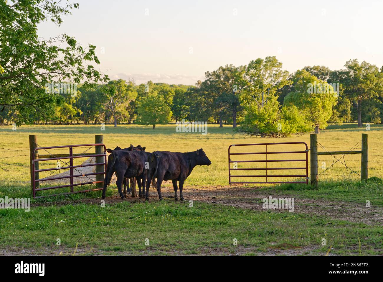 Brown cows or cattle, headed to open pasture on a farm in Pike Road Alabama, USA. Stock Photo