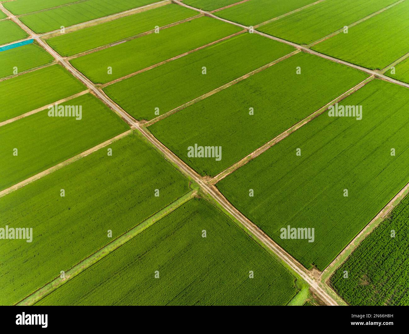 Rice field, checkerboard pattern, Drone aerial, Yokote city, Akita, Tohoku, Japan, East Asia, Asia Stock Photo