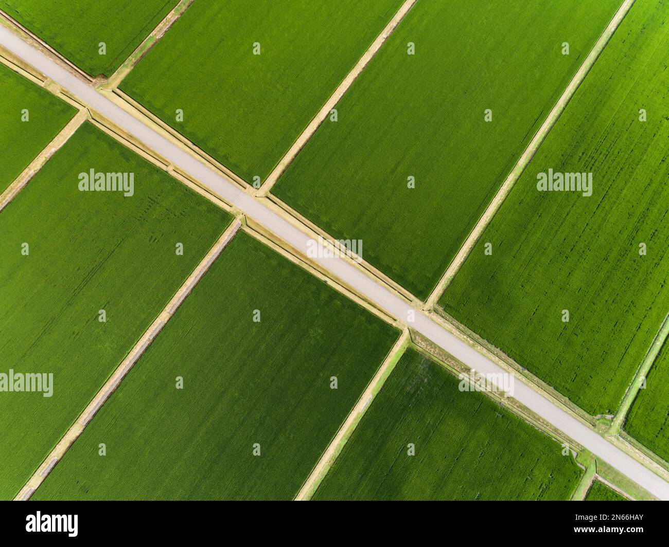 Rice field, checkerboard pattern, Drone aerial, Yokote city, Akita, Tohoku, Japan, East Asia, Asia Stock Photo