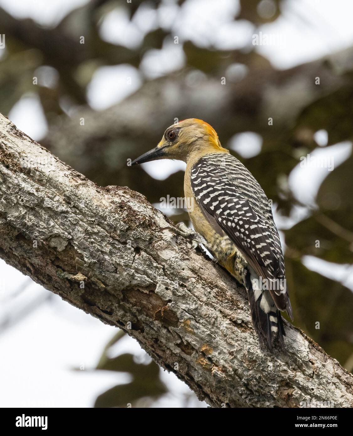 A male Hoffman’s Woodpecker on a tree limb in Tarcoles Costa Rica Stock Photo