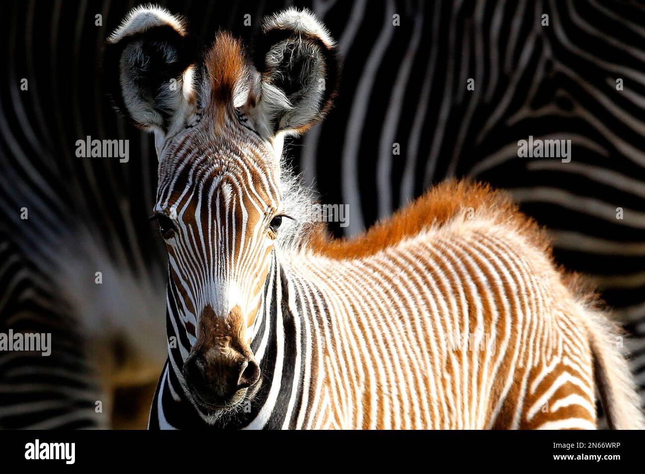 Zebra Tuesday Five days old Grevy's zebra Heinrich stands in front of his mother ...