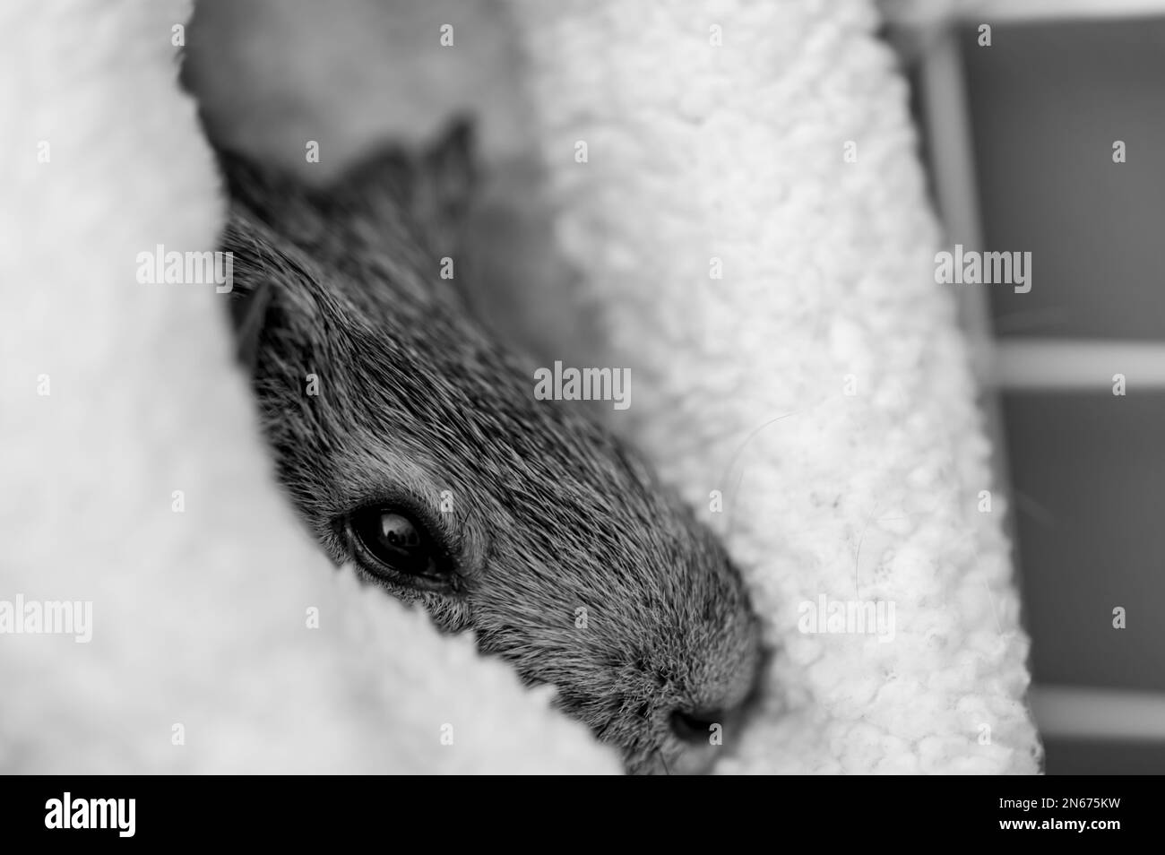 Guinea pig relaxing in a warm fleece hideout Stock Photo Alamy