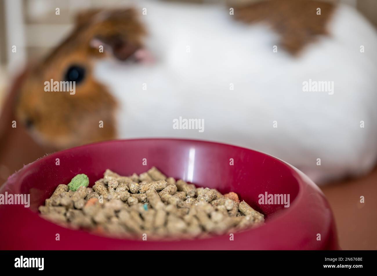 Guinea pig eating condensed fiber pellets from a food tray Stock Photo