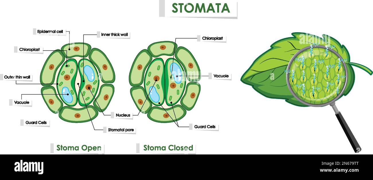 The opening and closing of stomata illustration stock vector image