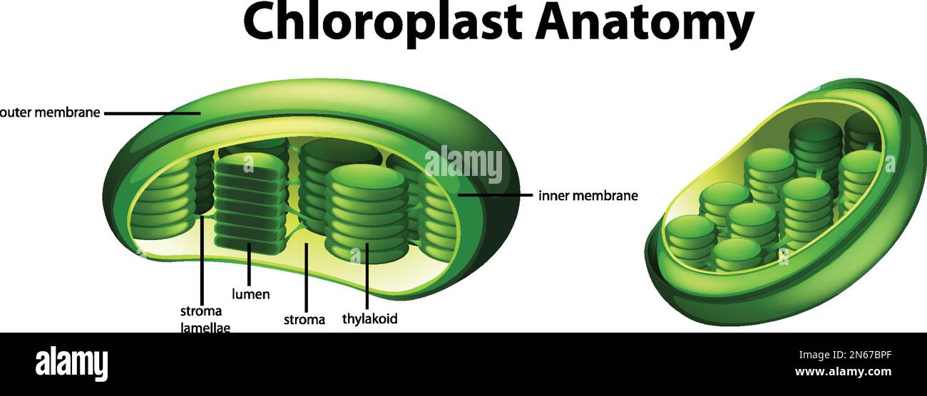 Diagram showing chloroplast anatomy illustration Stock Vector Image ...