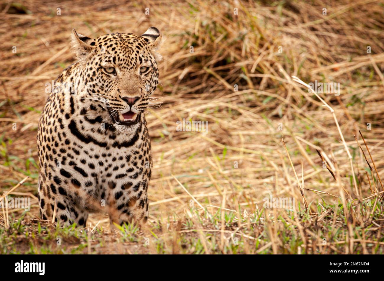 Leopard, Serengeti National Park, Tanzania Stock Photo
