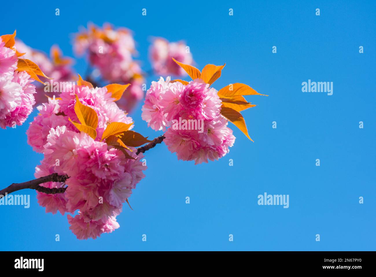 Sakura, pink cherry blossom on blue sky background. Sakura pink flowers ...