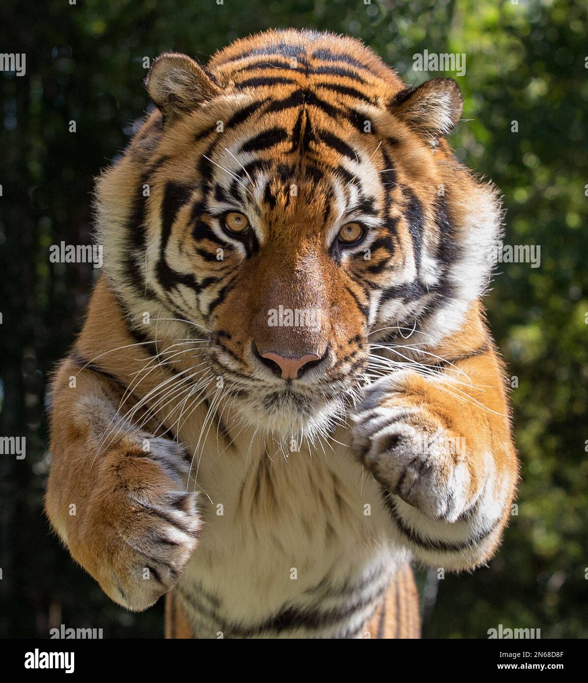 Tiger jumping camera hi-res stock photography and images - Alamy