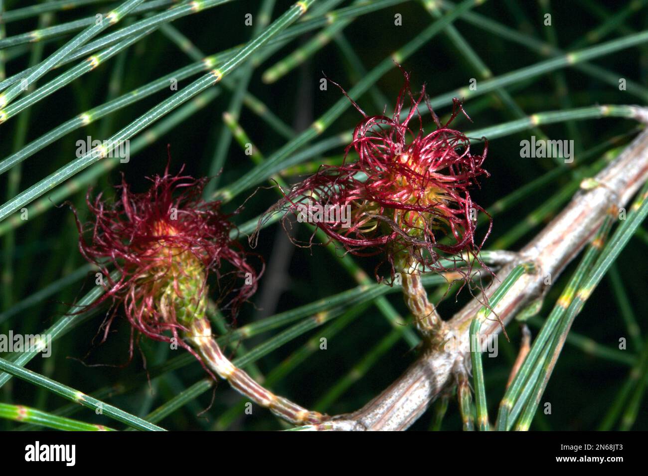Sheoke (Casuarina Littoralis) trees have males and females. These are the female flowers, which produce a nut if pollinated. Hochkins Ridge  Reserve. Stock Photo