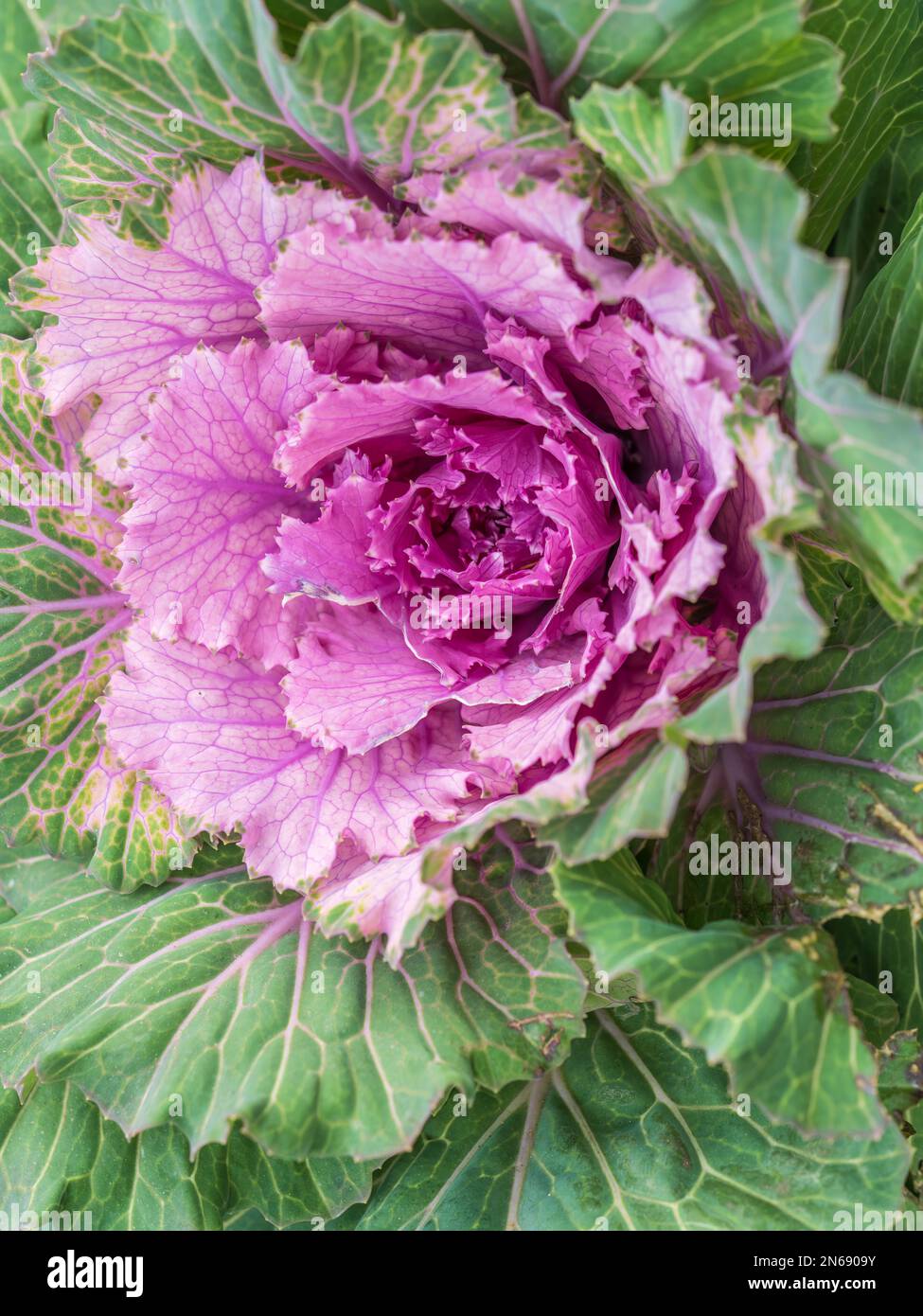 Close up of endless field with green leaves and purple veins of red