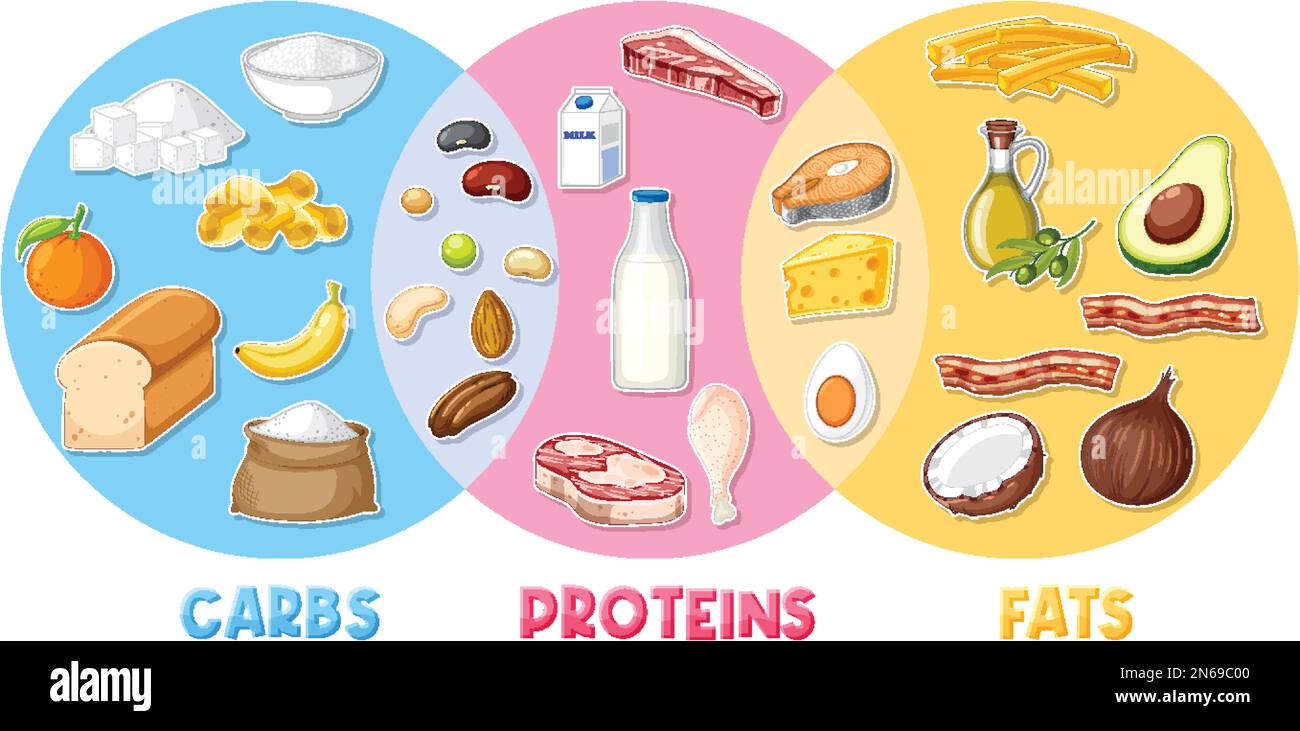 Main food groups macronutrients vector illustration Stock Vector Image