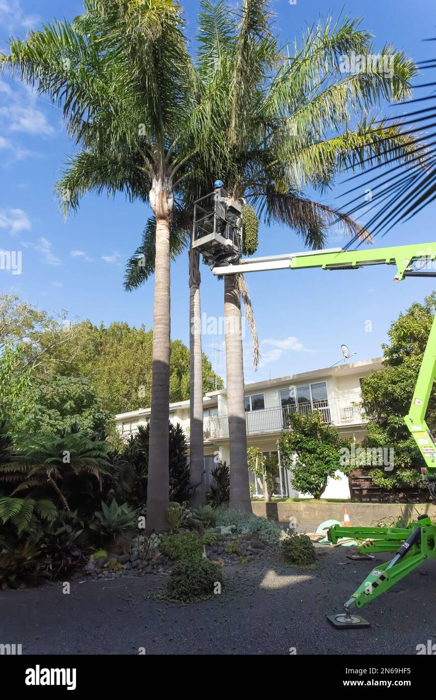 Tauranga New Zealand - February 10 2023: Tall palm trees being trimmed ...