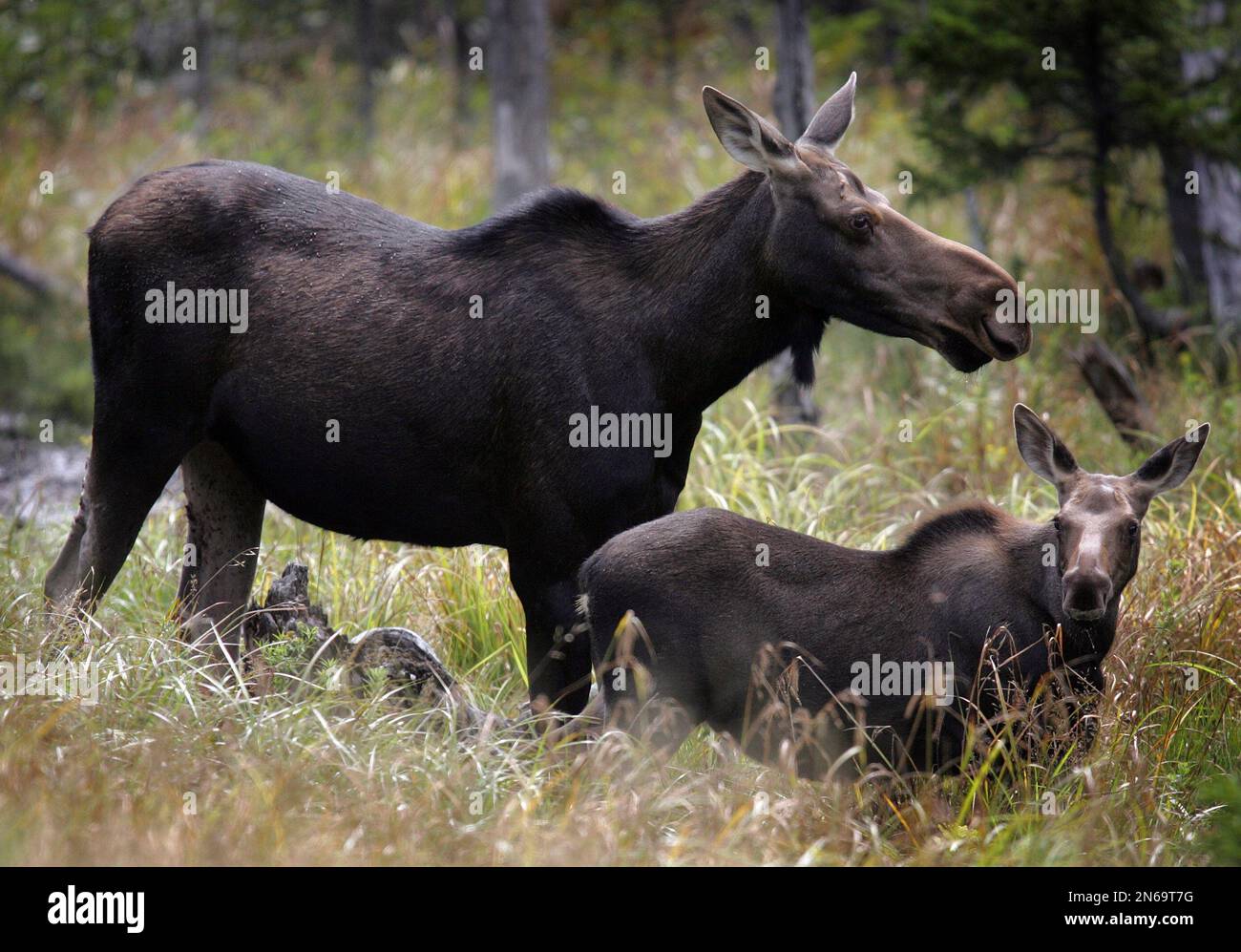 FILE In this Saturday, Aug. 21, 2010 file photo, moose are seen in