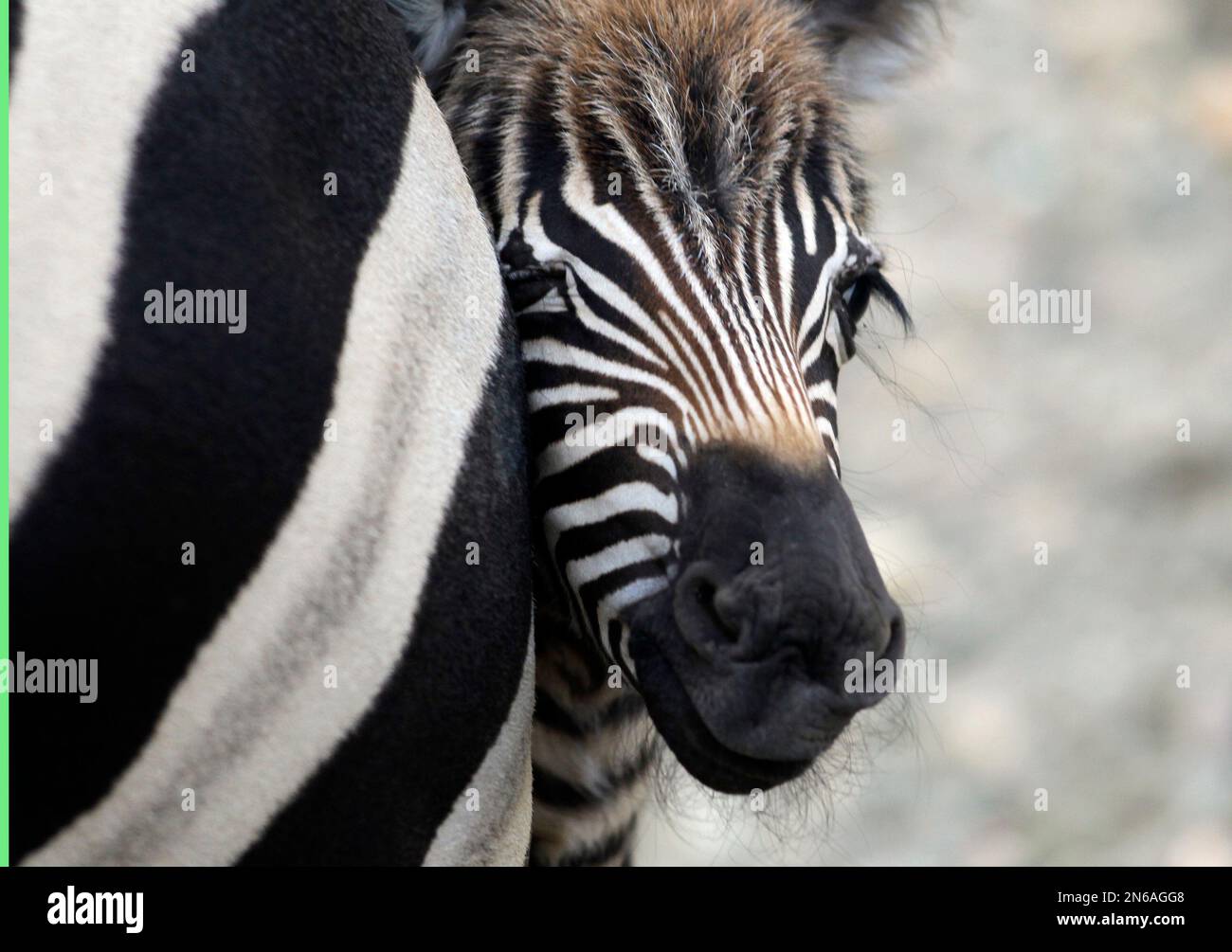 A newborn baby zebra named Seka, right standing by its mother at the