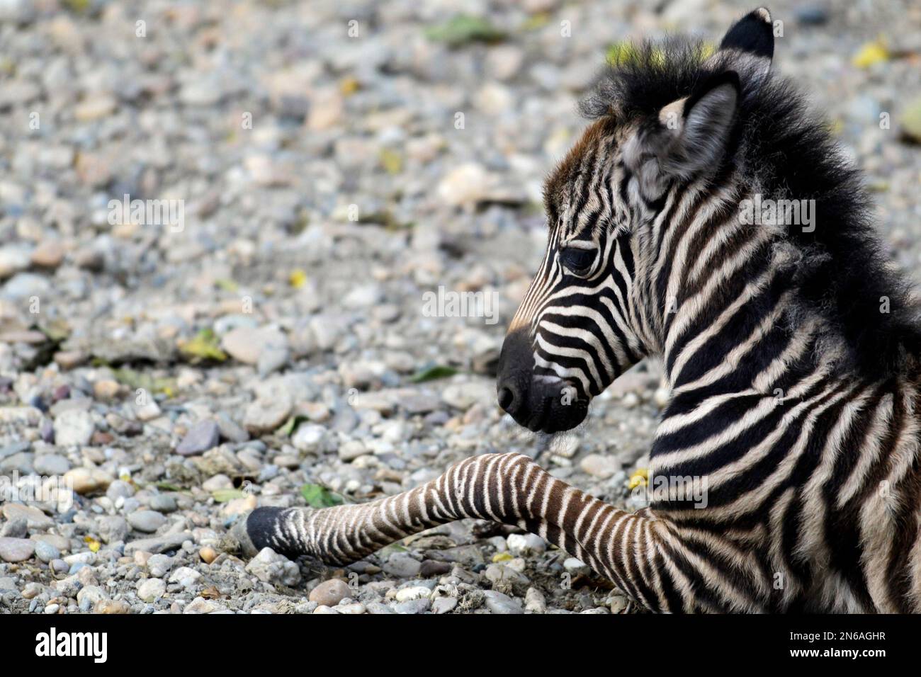 A newborn baby zebra named Seka rests at the Belgrade Zoo, Serbia, on
