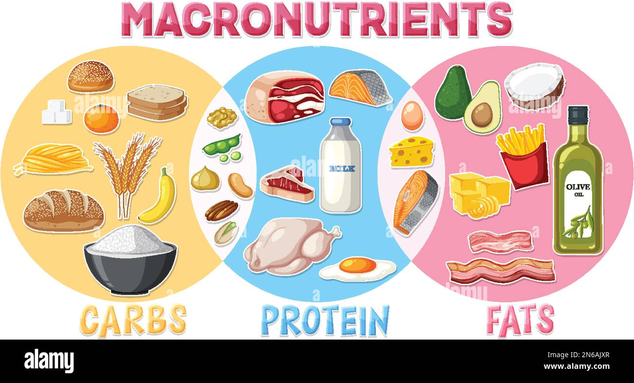 macronutrients-diagram-with-food-ingredients-illustration-stock-vector-image-art-alamy